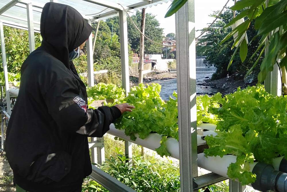 Raih Penghargaan Proklim Tingkat Kota, Warga Patangpuluhan Jogja Tanam Sayur di Pinggir Sungai Winongo