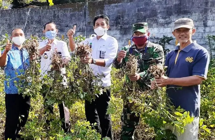 Kelompok Tani Winongo Asri Panen Kacang Tanah