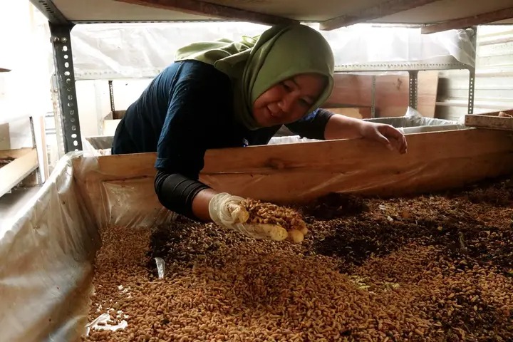 rumah maggot milik winongo asri