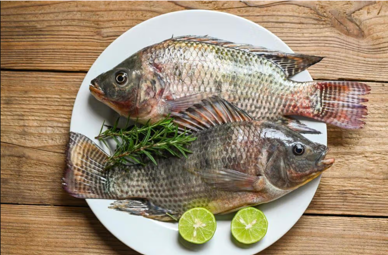 Ikan Nila